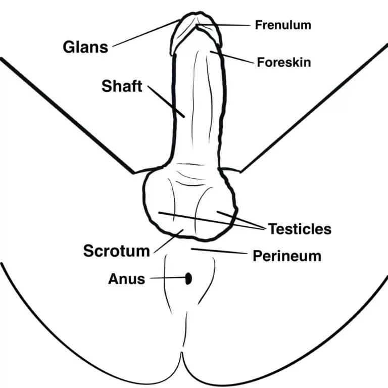 Illustration of male anatomy