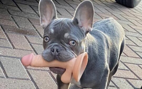Dog with dildo in mouth