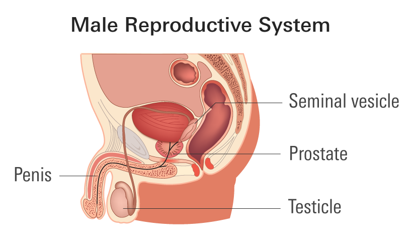 Alt: Cross section diagram of a prostate