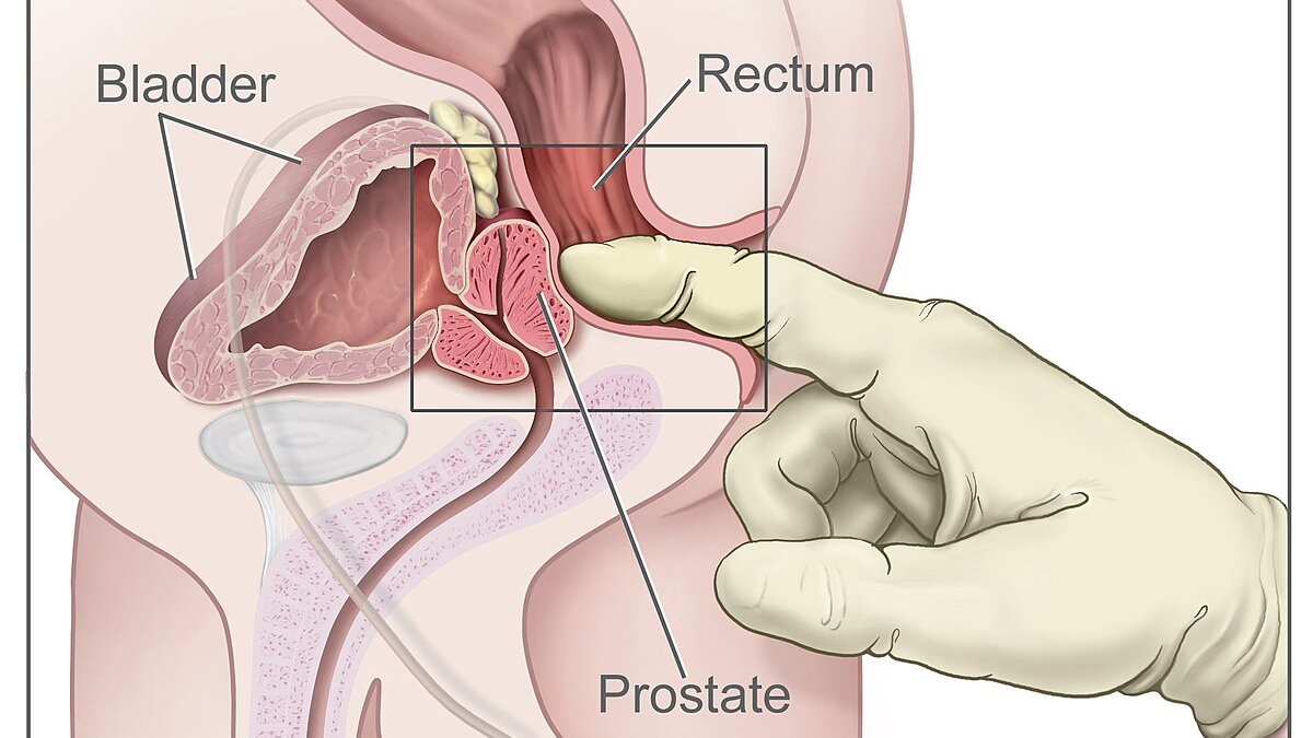 location of the male prostate