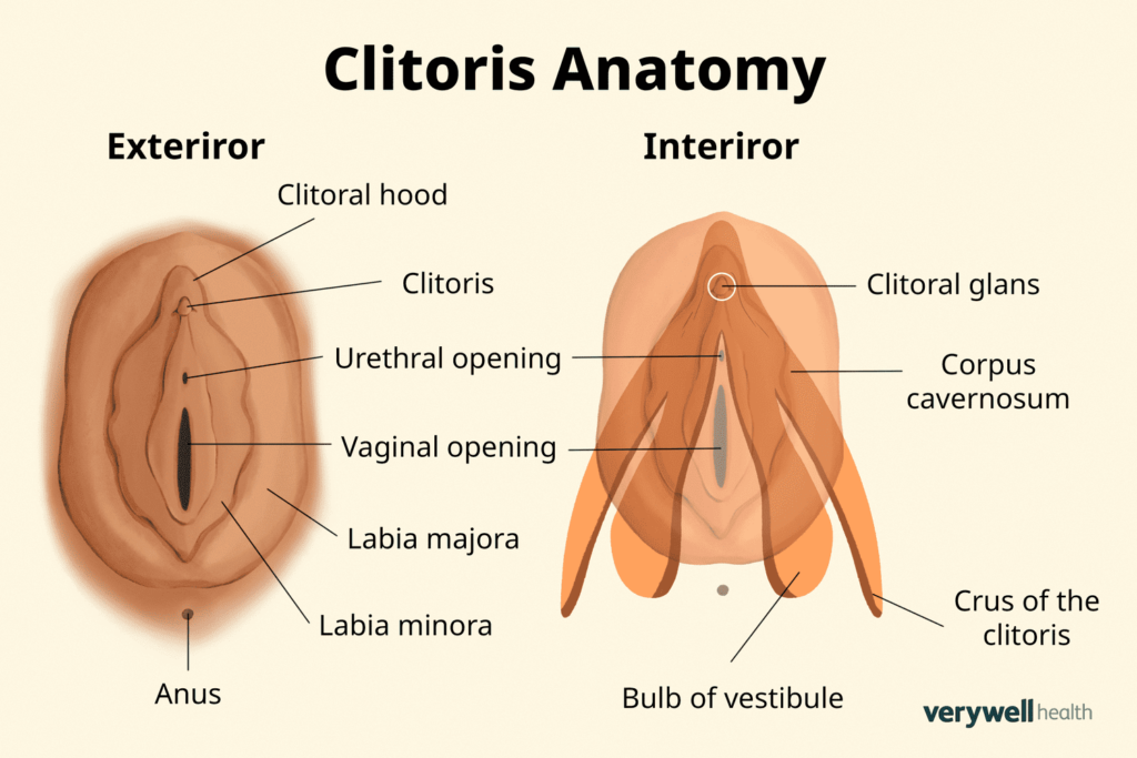 Clitoris anatomy diagram