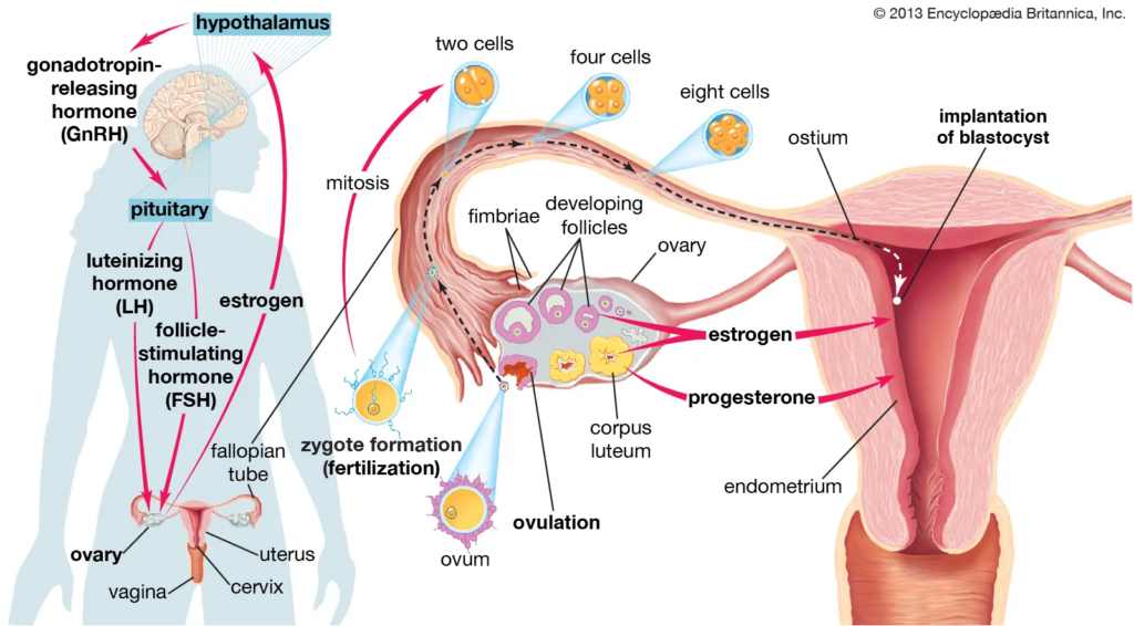ovulation sex drive anatomy image