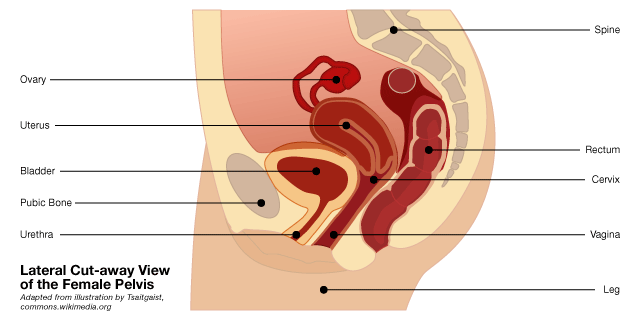 Lateral cut-away illustration of the female pelvis