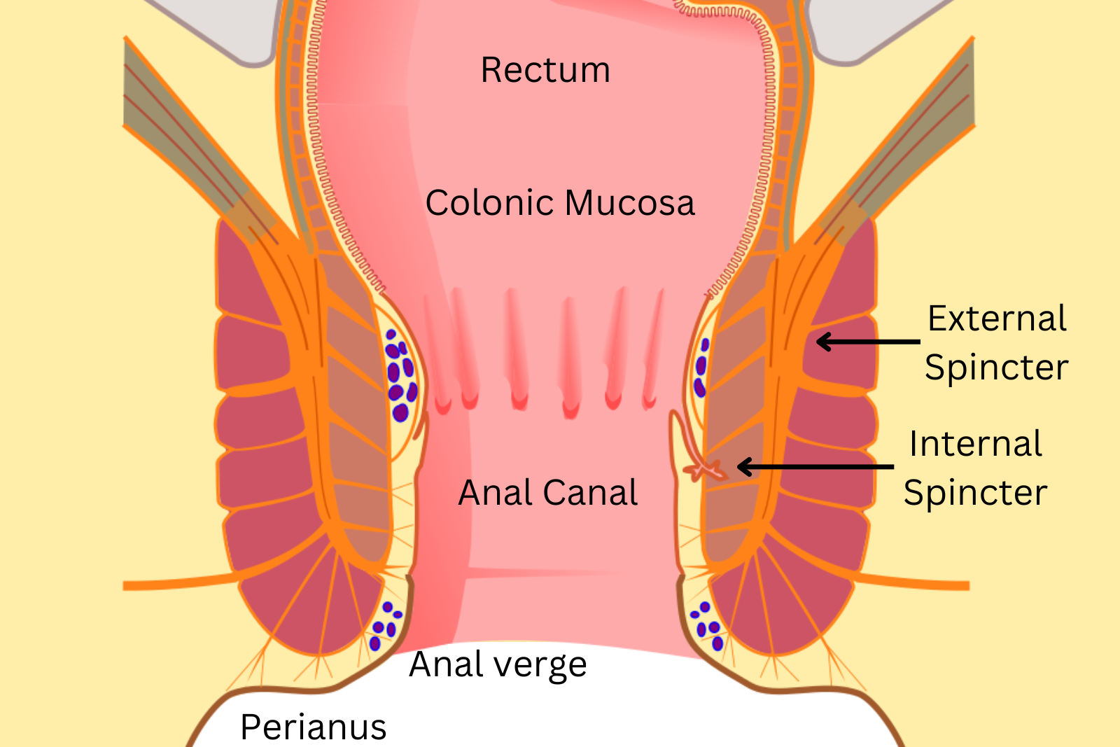illustration of anal anatomy