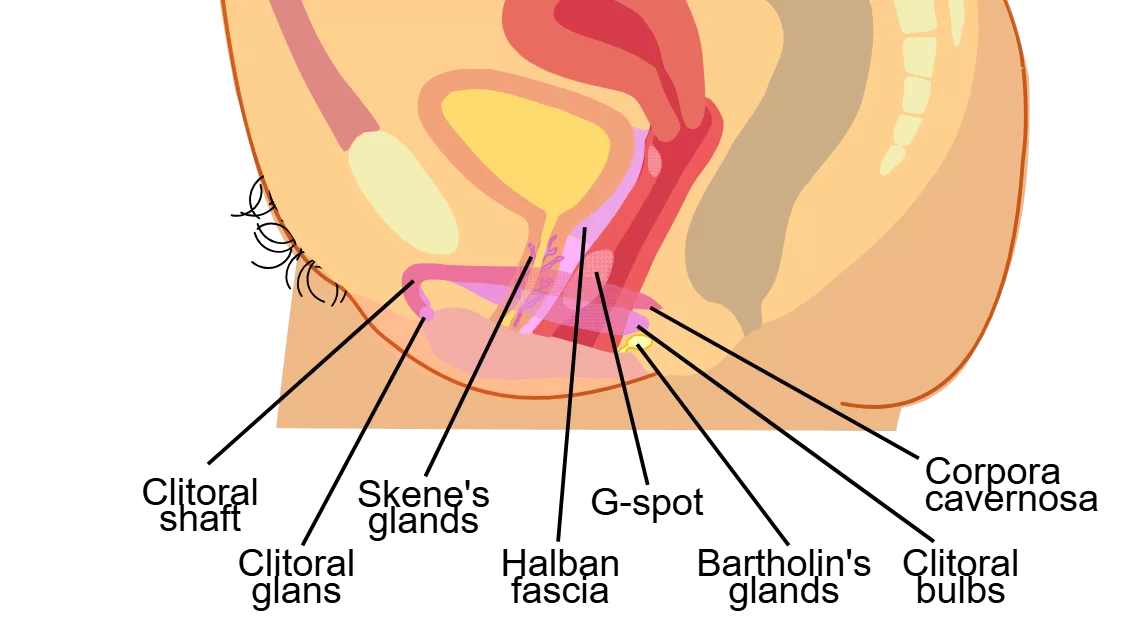 illustration of how to find the g-spot