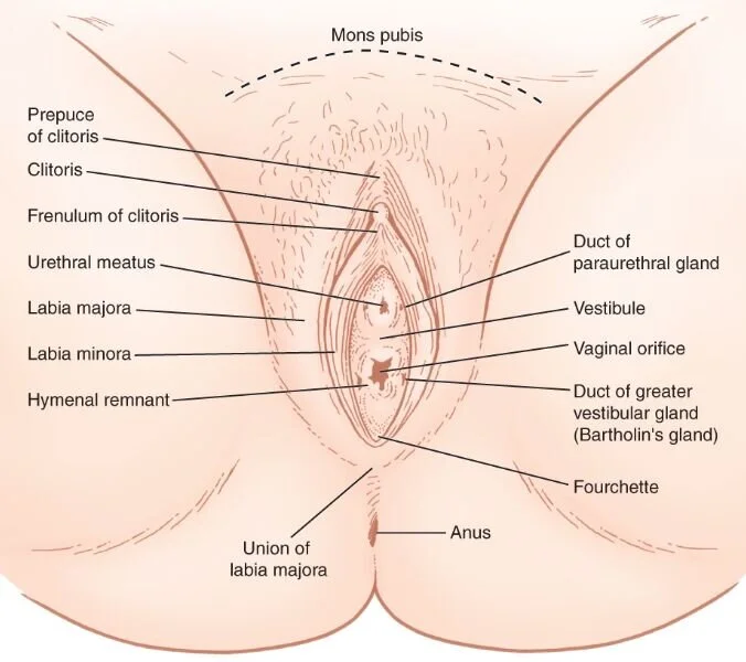 Female vulva anatomy